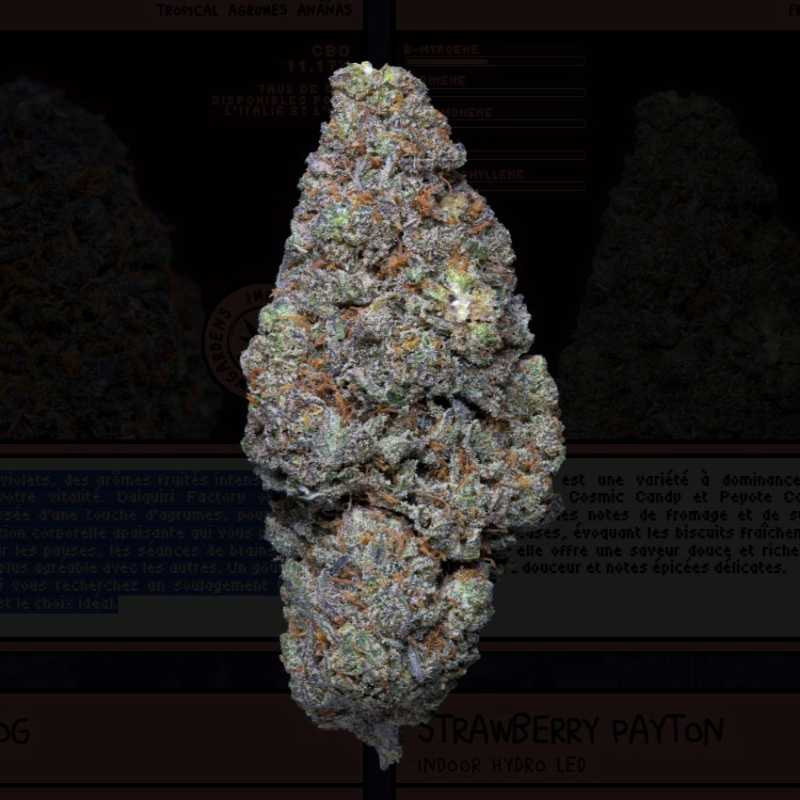 GALACTIC CRUNCH fleur cbd hydroponie indoor