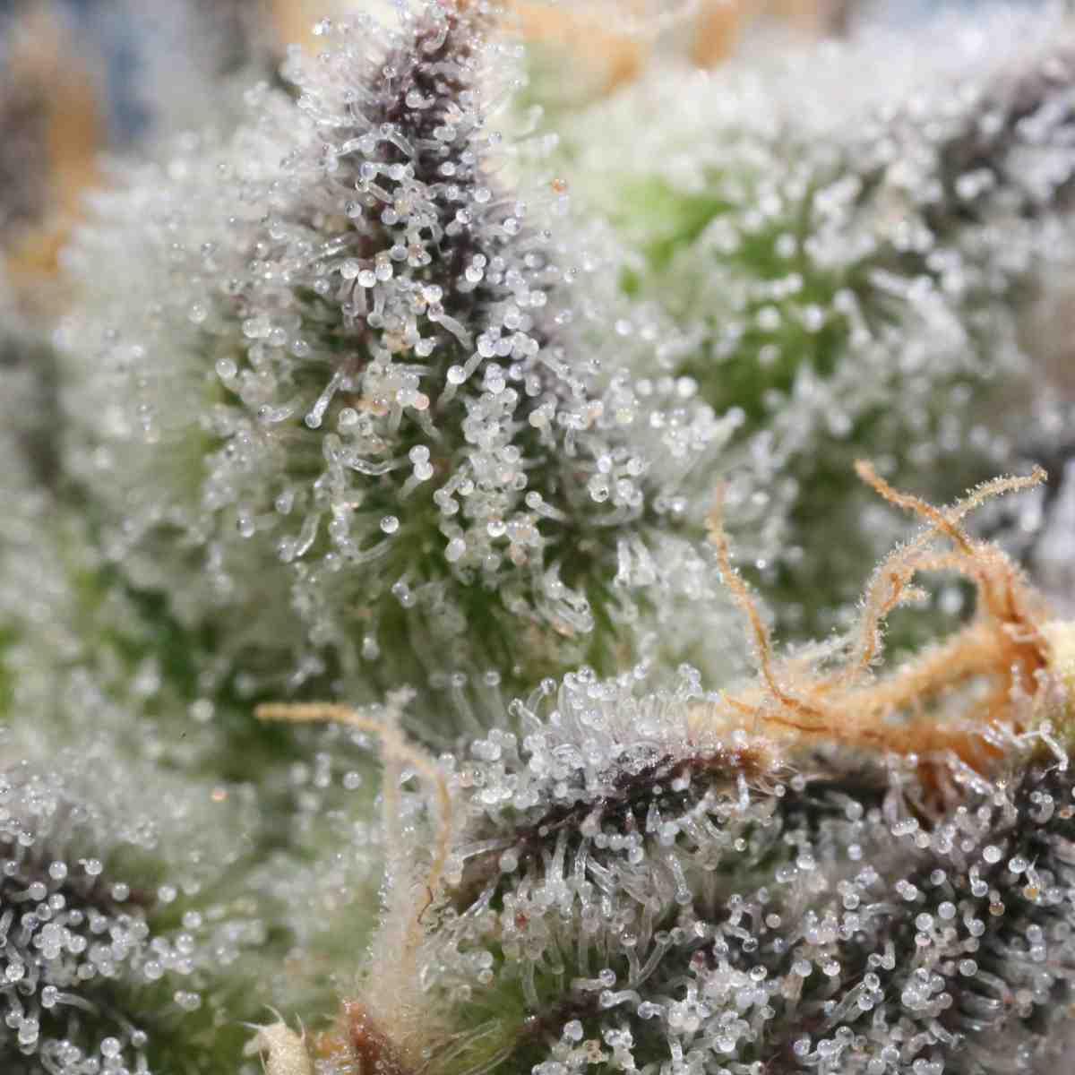 Trichomes terpènes PURE OPTION CBD