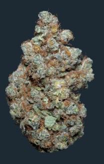 Pure Option CBD fleur indoor hydroponie séché