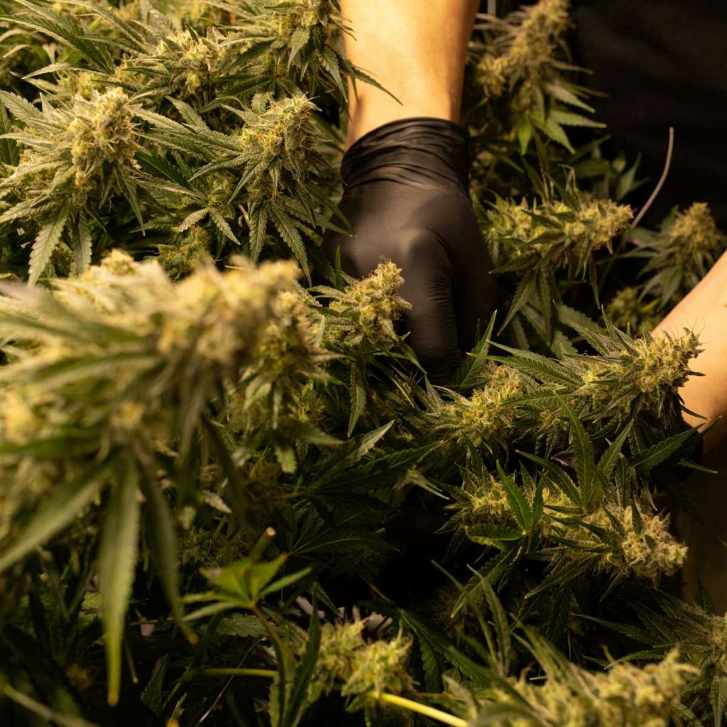 Control des fleurs pure option cbd