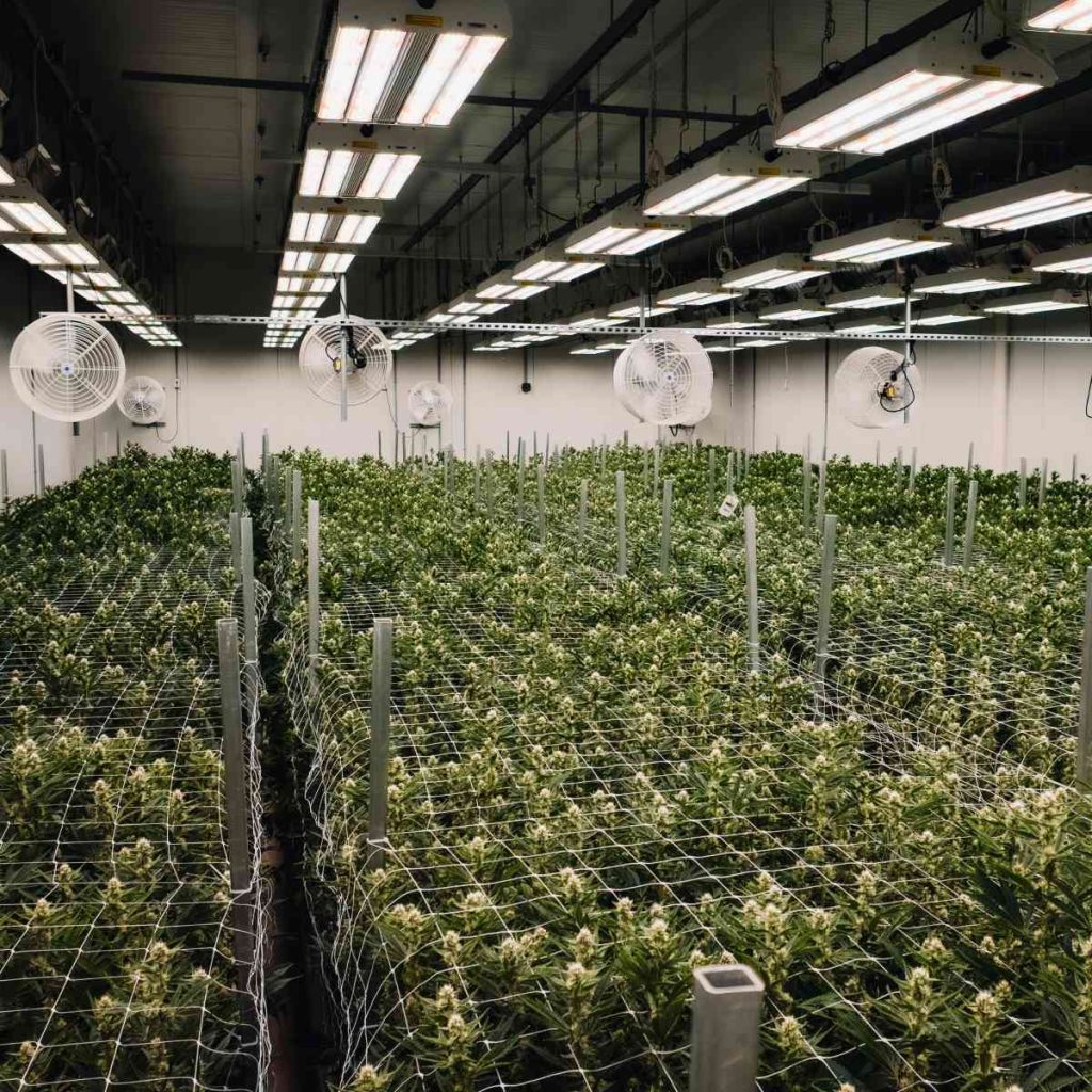 CULTURE INDOOR HYDROPONIE