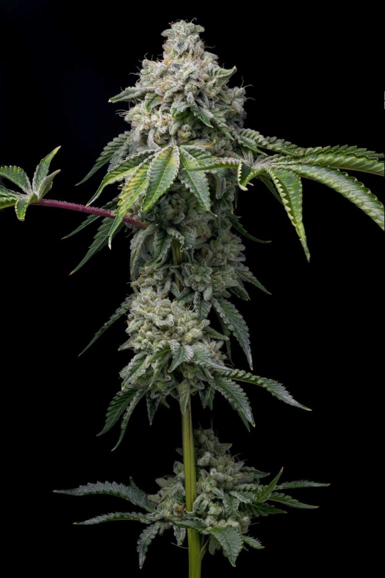 Lire la suite à propos de l’article 💦 L’HYDROPONIE