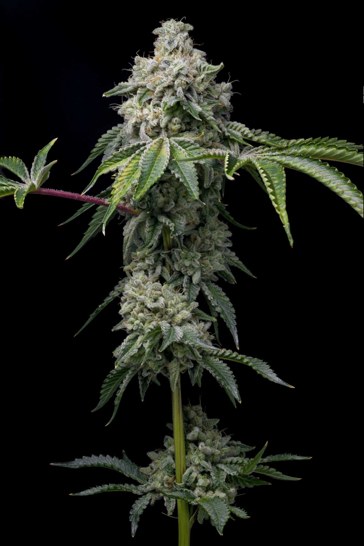 Fleur cbd indoor outdoor avant récolte