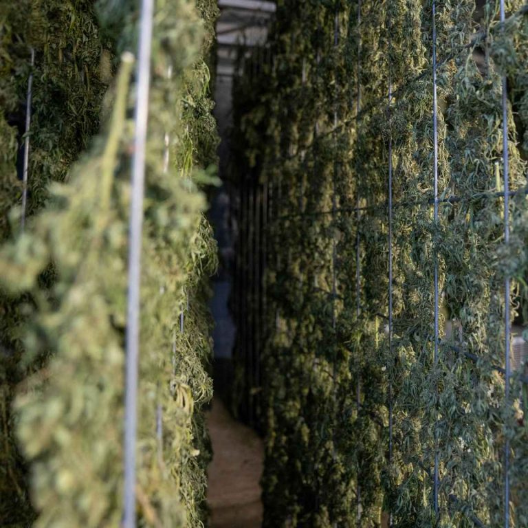 Lire la suite à propos de l’article 🌿 Séchage et curing du CBD : les étapes essentielles pour préserver les terpènes et la qualité des fleurs