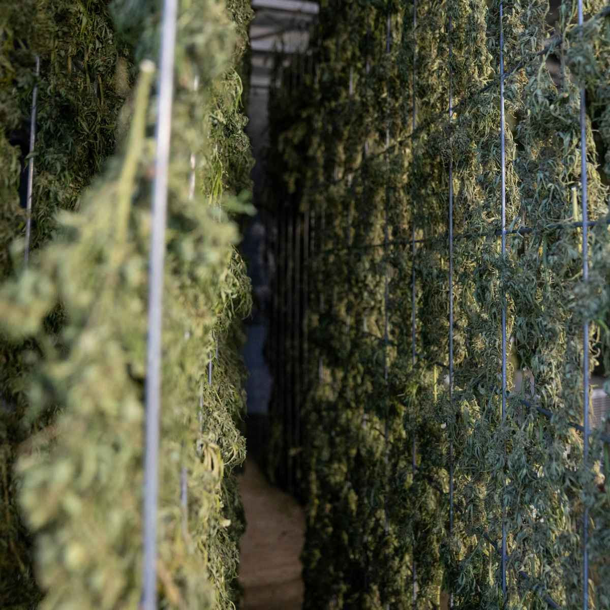 Séchage et curing pure option cbd