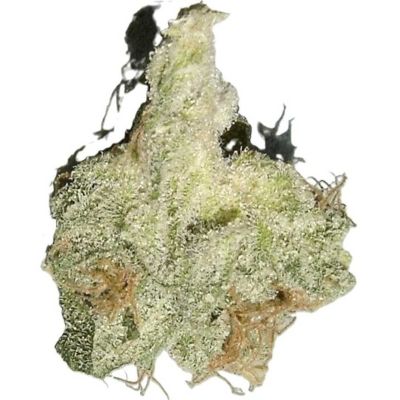 fleur indoor mature Pure option cbd