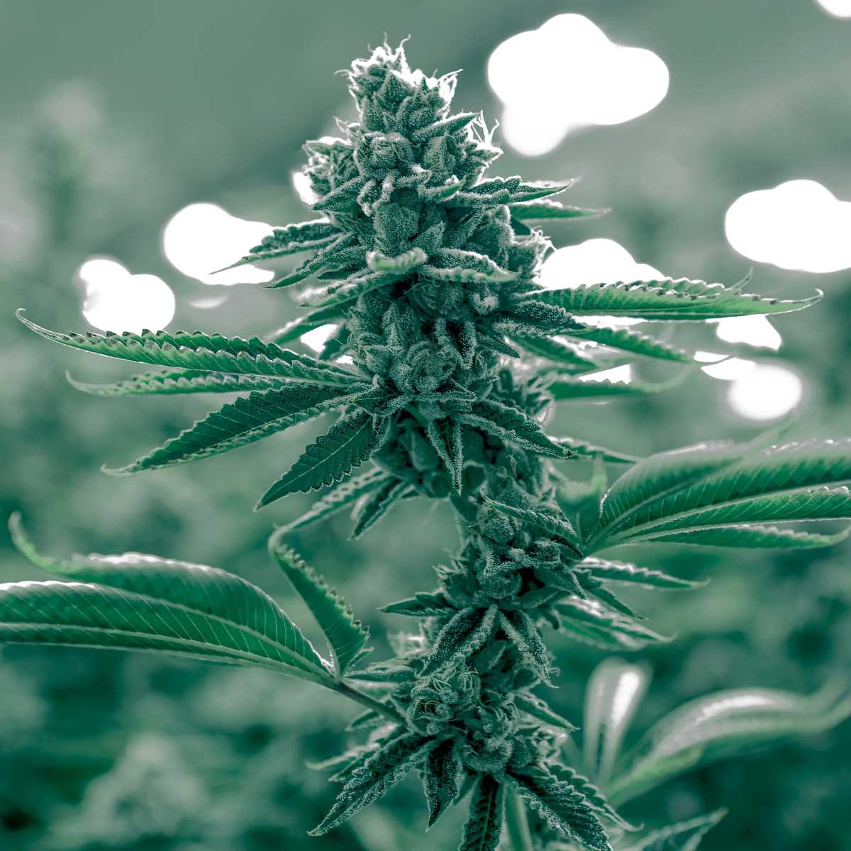 Fleur Pure Option CBD premium