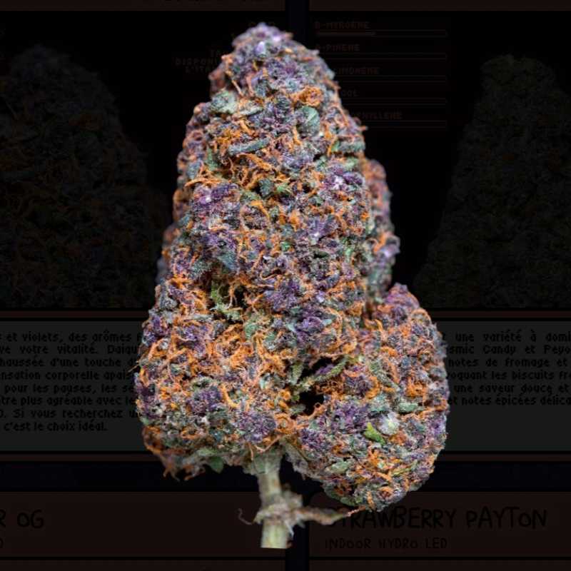 DAIQUIRI FACTORY Indoor Cali