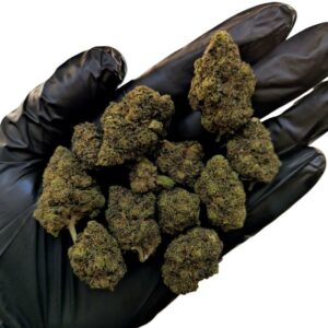Fleur cbd buddha cheese bud indoor hydro suisse