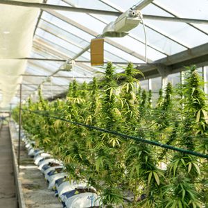 Culture Glasshouse pour des fleurs CBD de qualité