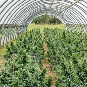 Culture Greenhouse des fleurs de CBD