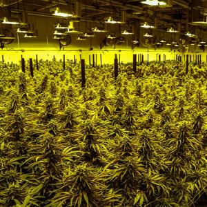 La culture des fleurs de CBD indoor