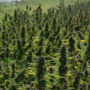 Culture Outdoor des fleurs pour un CBD de qualité