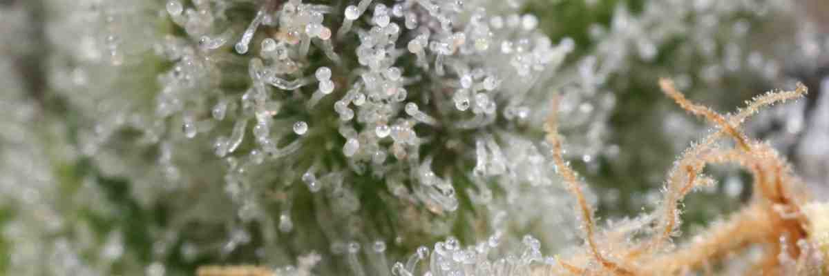 Trichomes terpènes PURE OPTION CBD
