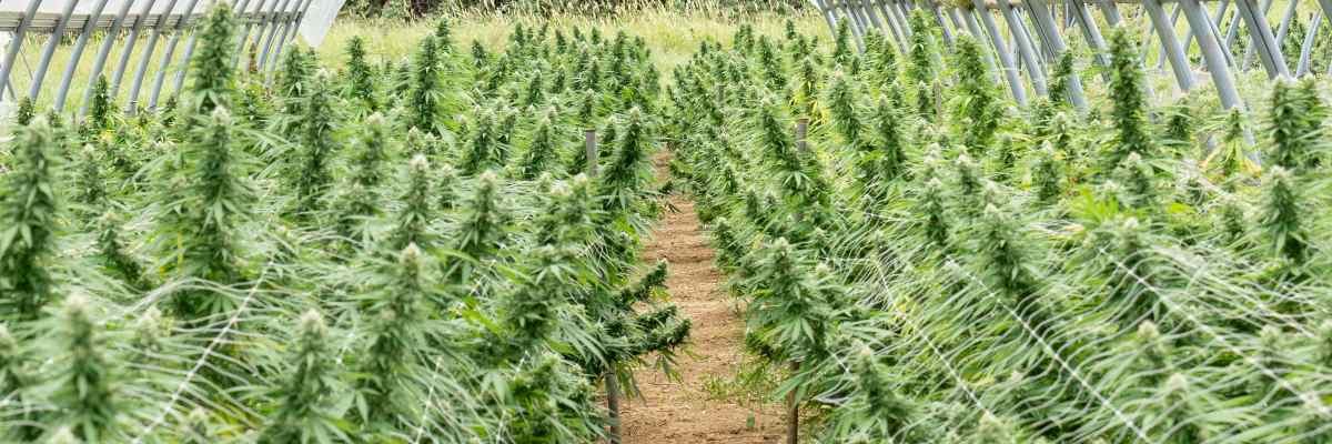 Production cbd green house serre pure option cbd