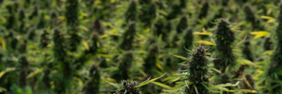 Culture production outdoor plein air pure option cbd