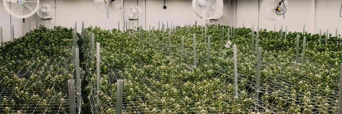 Production indoor hydroponique leds pure option cbd