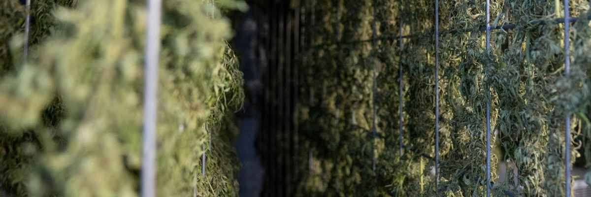 Séchage et curing pure option cbd